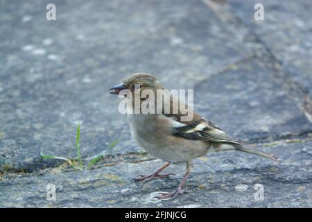 une femelle de chaffinch se nourrissant sous une table d'oiseau en bois Banque D'Images