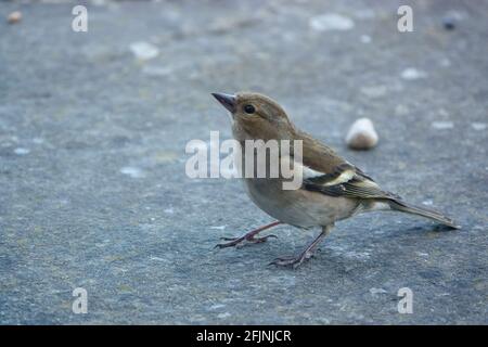 une femelle de chaffinch se nourrissant sous une table d'oiseau en bois Banque D'Images