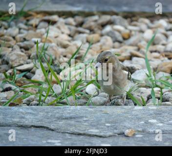 une femelle de chaffinch se nourrissant sous une table d'oiseau en bois Banque D'Images