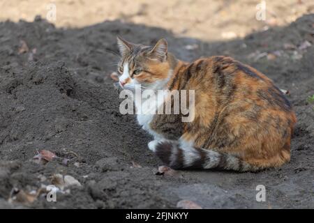 Un beau chat trois couleurs dans le jardin Banque D'Images