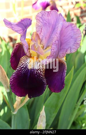 Iris germanica ‘Alcazar’ normes violettes et chutes violettes profondes, gorge veinée, barbe jaune, grand groupe d'iris barbu TB avril, Angleterre, Royaume-Uni Banque D'Images