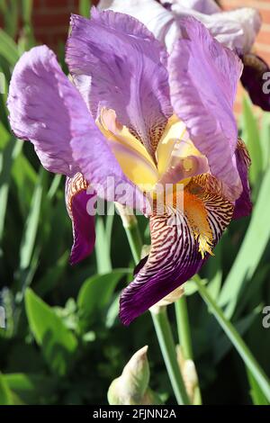 Iris germanica ‘Alcazar’ normes violettes et chutes violettes profondes, gorge veinée, barbe jaune, grand groupe d'iris barbu TB avril, Angleterre, Royaume-Uni Banque D'Images