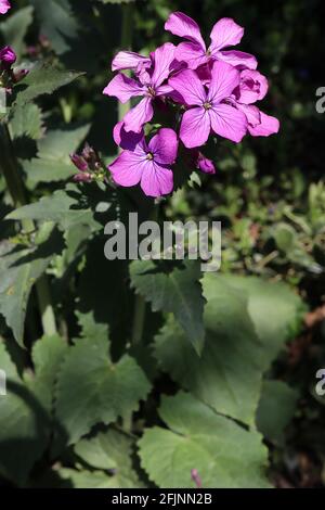 Lunaria annua ‘Munstead Purple’ Common Honesty Munstead Purple – fleurs roses pourpres et grandes feuilles en forme de cœur, avril, Angleterre, Royaume-Uni Banque D'Images