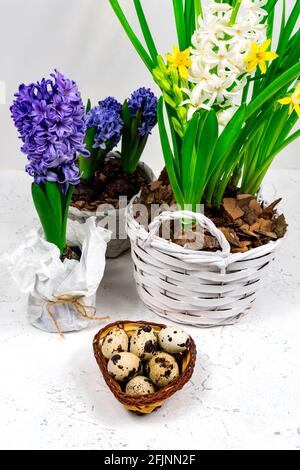 Concept de Pâques. Oeufs de Pâques dans un panier à côté d'un bouquet de jonquilles jaunes et de jacinthes bleues sur une table en béton blanc. Banque D'Images