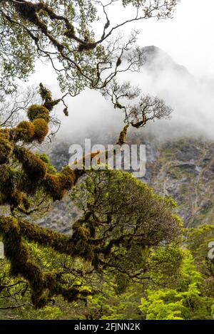 Branches surcultivées d'un vieux arbre dans la forêt tropicale des Alpes du Sud, île du Sud de la Nouvelle-Zélande Banque D'Images