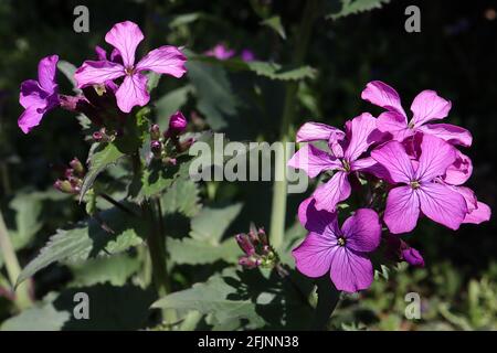 Lunaria annua ‘Munstead Purple’ Common Honesty Munstead Purple – fleurs roses pourpres et grandes feuilles en forme de cœur, avril, Angleterre, Royaume-Uni Banque D'Images