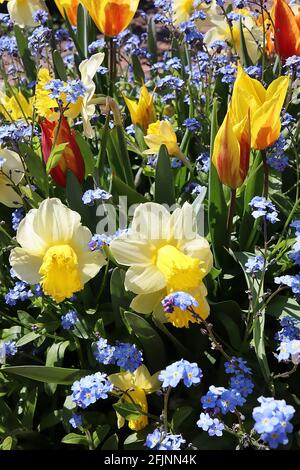 Narcissus / Daffodil ‘Holland sensation’ Division 1 trompette jonquilles pétales blancs et trompette jaune frully, avril, Angleterre, Royaume-Uni Banque D'Images