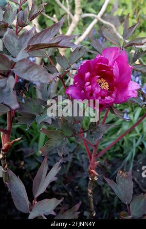 Paeonia x suffruticosa pivoine d'arbre Cardinal Vaughan Cardinal Vaughan – fleurs pourpres et feuilles vertes pourpres, avril, Angleterre, Royaume-Uni Banque D'Images