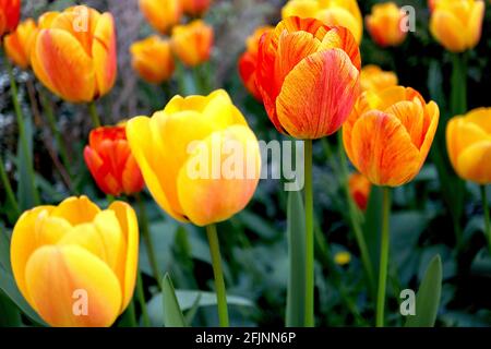 Tulipa ‘Beauté d’Apeldoorn’ hybride Darwin 4 Beauté de la tulipe d’Apeldoorn – fleurs jaunes profondes, gros rouge flush, pétales arrondis, avril, Angleterre, ROYAUME-UNI Banque D'Images