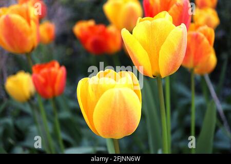 Tulipa ‘Beauté d’Apeldoorn’ hybride Darwin 4 Beauté de la tulipe d’Apeldoorn – fleurs jaunes profondes, gros rouge flush, pétales arrondis, avril, Angleterre, ROYAUME-UNI Banque D'Images