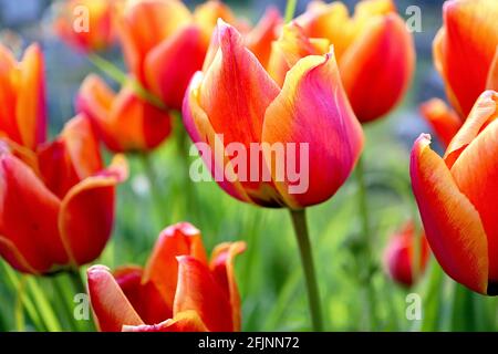 Tulipa ‘Apeldoorn Elite’ hybride Darwin 4 Apeldoorn Elite tulipe - fleurs rouges rose foncé, bords jaunes orange, avril, Angleterre, Royaume-Uni Banque D'Images