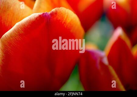 Tulipa ‘Apeldoorn Elite’ hybride Darwin 4 Apeldoorn Elite tulipe - fleurs rouges rose foncé, bords jaunes orange, avril, Angleterre, Royaume-Uni Banque D'Images