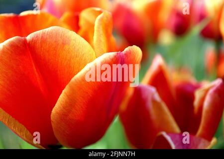 Tulipa ‘Apeldoorn Elite’ hybride Darwin 4 Apeldoorn Elite tulipe - fleurs rouges rose foncé, bords jaunes orange, avril, Angleterre, Royaume-Uni Banque D'Images