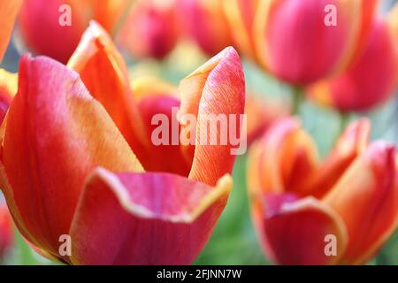 Tulipa ‘Apeldoorn Elite’ hybride Darwin 4 Apeldoorn Elite tulipe - fleurs rouges rose foncé, bords jaunes orange, avril, Angleterre, Royaume-Uni Banque D'Images