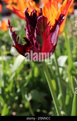 Tulipa gesneriana var dracontia «Parrot noir» Parrot 10 Tulip noir Parrot - pétales noirs tordus de pourpre, marges de magenta, flammes de vert pâle, avril Banque D'Images