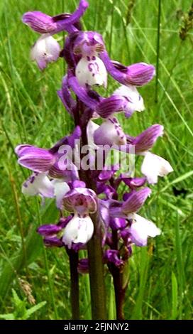 DAVE FALE ET DAVE SHEPHERD, GARDIENS DE LA FIDUCIE DE LA VIE SAUVAGE DORSET, MÈNENT LE RELEVÉ ANNUEL D'ORCHIDÉES AILLÉES VERTES DANS LA PRAIRIE DE CORFE MULLEN. PIC MIKE WALKER, 2002 Banque D'Images