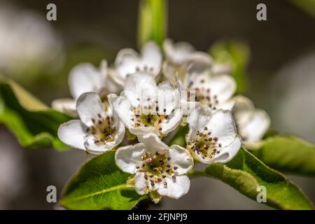 La fleur de l'arbre Pyrus Boissieriana Banque D'Images