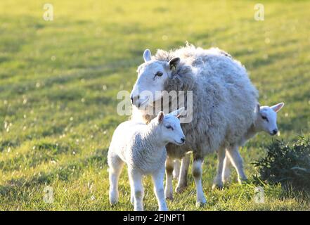Agneaux sous le soleil de printemps à Suffolk, East Anglia, Royaume-Uni Banque D'Images