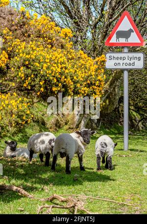 Blackface Sheep debout sous un panneau de rue avertissant des moutons dans la rue, parc national de Dartmoor, Devon, Angleterre, Royaume-Uni Banque D'Images