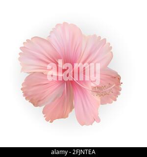 Naturaliste belle fleur rose hibiscus fleur. Illustration vectorielle Illustration de Vecteur