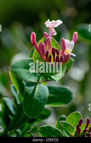 Gros plan sur le Honeysuckle méditerranéen (Lonicera implexa) Banque D'Images