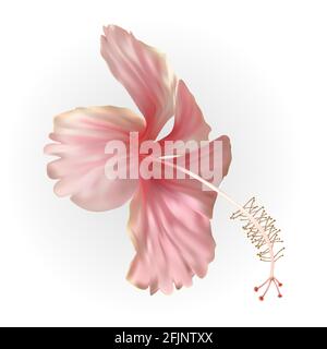 Naturaliste belle fleur rose hibiscus fleur. Illustration vectorielle Illustration de Vecteur