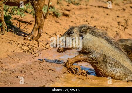 Jeune warthog ayant un lot de boue dans un trou d'eau à Pilansberg parc pendant l'été chaud Banque D'Images