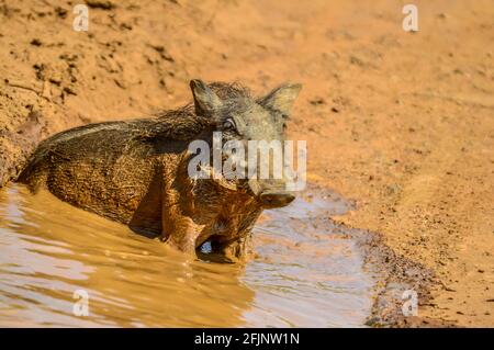 Jeune warthog ayant un lot de boue dans un trou d'eau à Pilansberg parc pendant l'été chaud Banque D'Images