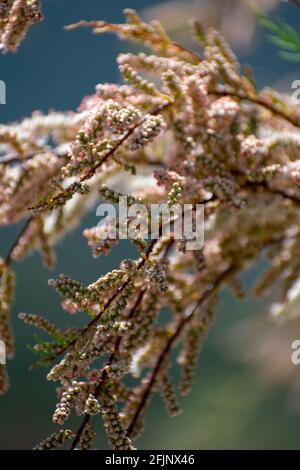 Gros plan de la fleur de cèdre de Saltthuya (Tamarix ramosissima) Banque D'Images