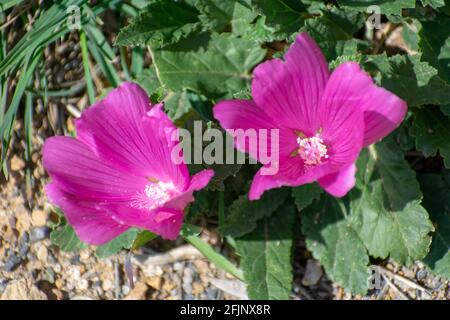 Gros plan de Royal Mallow (Malva trimestris) Banque D'Images