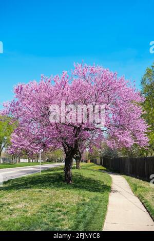 Redbud Trees, Cerdis canadensis, qui fleurient à droite entre une rue et un trottoir à Wichita, au Kansas, au printemps. ÉTATS-UNIS. Banque D'Images