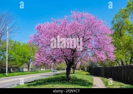 Redbud Trees, Cerci canadensis, qui fleurient à l'avant-chemin le long d'une rue et d'un trottoir à Wichita, Kansas, États-Unis. Banque D'Images