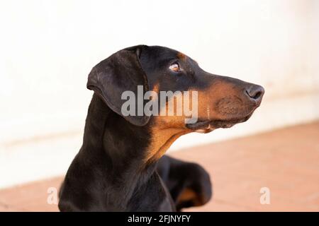 Un gros plan d'un chien de dobermann noir assis sur le sol Banque D'Images