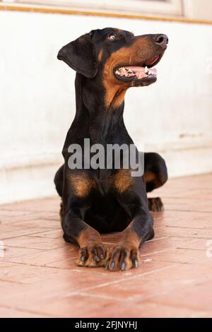 Un gros plan d'un chien de dobermann noir assis sur le sol Banque D'Images