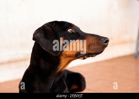 Un gros plan d'un chien de dobermann noir assis sur le sol Banque D'Images