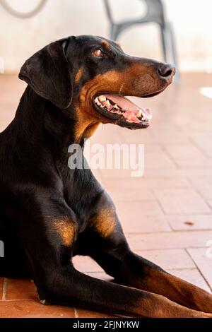 Un gros plan d'un chien de dobermann noir assis sur le sol Banque D'Images