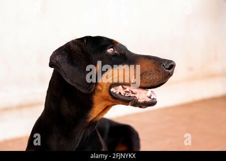 Un gros plan d'un chien de dobermann noir assis sur le sol Banque D'Images