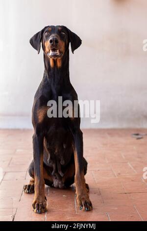 Un gros plan d'un chien de dobermann noir assis sur le sol Banque D'Images