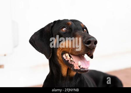 Un gros plan d'un chien de dobermann noir assis sur le sol Banque D'Images