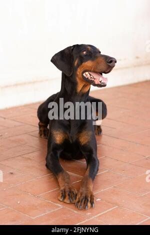 Un gros plan d'un chien de dobermann noir assis sur le sol Banque D'Images