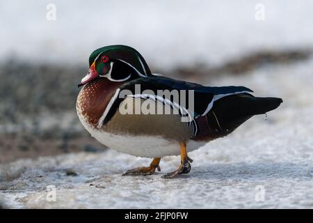 Un seul canard aquatique en bois nage dans une eau bleu calme. Il y a un reflet du canard et l'eau a des vagues circulaires autour. Banque D'Images