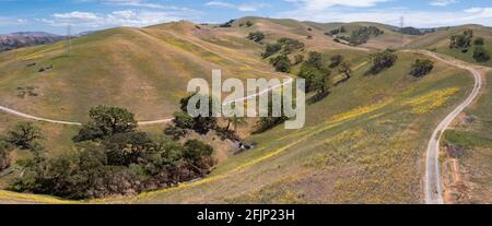 Les chênes indigènes de Californie poussent dans les vallées entre les collines ondoyantes de l'East Bay, non loin à l'est de la baie de San Francisco. Banque D'Images