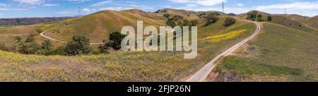 Les chênes indigènes de Californie poussent dans les vallées entre les collines ondoyantes de l'East Bay, non loin à l'est de la baie de San Francisco. Banque D'Images