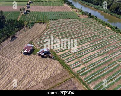 Vue aérienne en Drone du champ de maïs à Tuaran, Sabah, Bornéo Banque D'Images