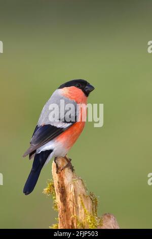 Bullfinch eurasien (Pyrrhula pyrrhula), mâle de Gimbel assis sur une bûche pourrie, Rhénanie-du-Nord-Westphalie, Allemagne Banque D'Images