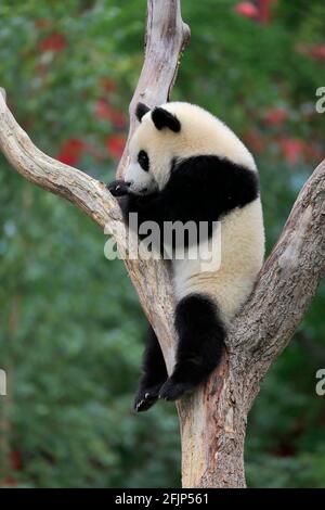 Panda géant (Ailuropoda melanoleuca), jeune, sur arbre, captif, Chine Banque D'Images