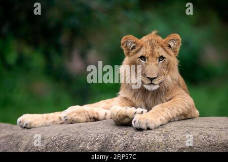 Lion (Panthera leo), homme, semi-adulte, sur les rochers, alerte, captif Banque D'Images