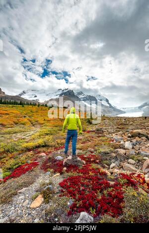 Jeune homme debout dans un paysage d'automne aride, vallée du glacier, Mont Athabasca avec le glacier Saskatchewan Athabasca, promenade Icefields, Jasper Banque D'Images