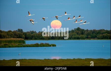 Grand flamants roses (Phoenicopterus roseus) en vol, flamants roses devant le soleil couchant sur un lac, Parc national de Donana, province de Huelva Banque D'Images