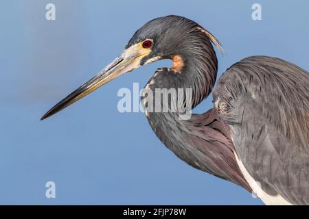 Héron tricolore (Egretta tricolor), héron de Louisiane, Floride, États-Unis Banque D'Images